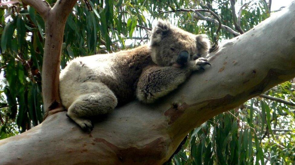 A koala snoozes in a tree in the Blue Mountains, NSW, Australia