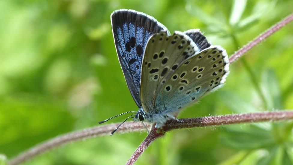 Large blue butterfly