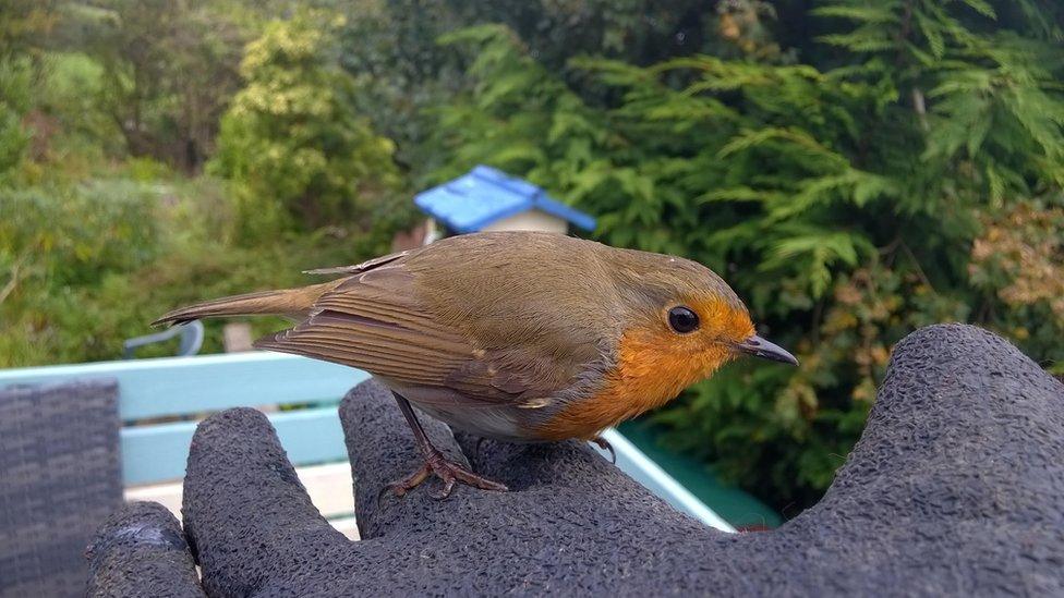 David Ingham took this shot of a robin perched on his hand in Tresaith, Ceredigion