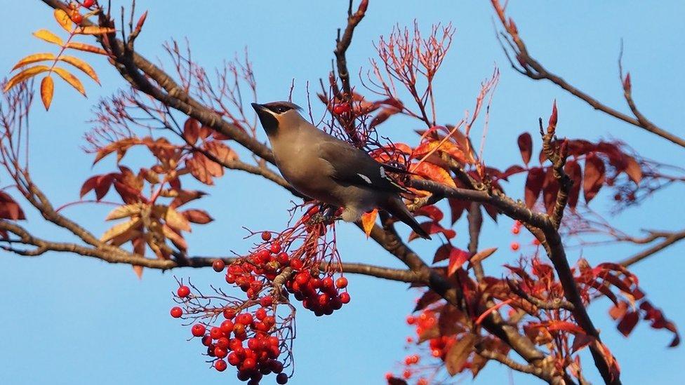 Waxwing