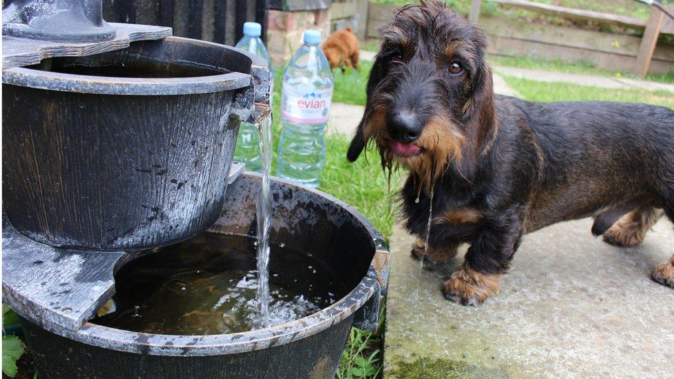 Evian Water Fountain and dog