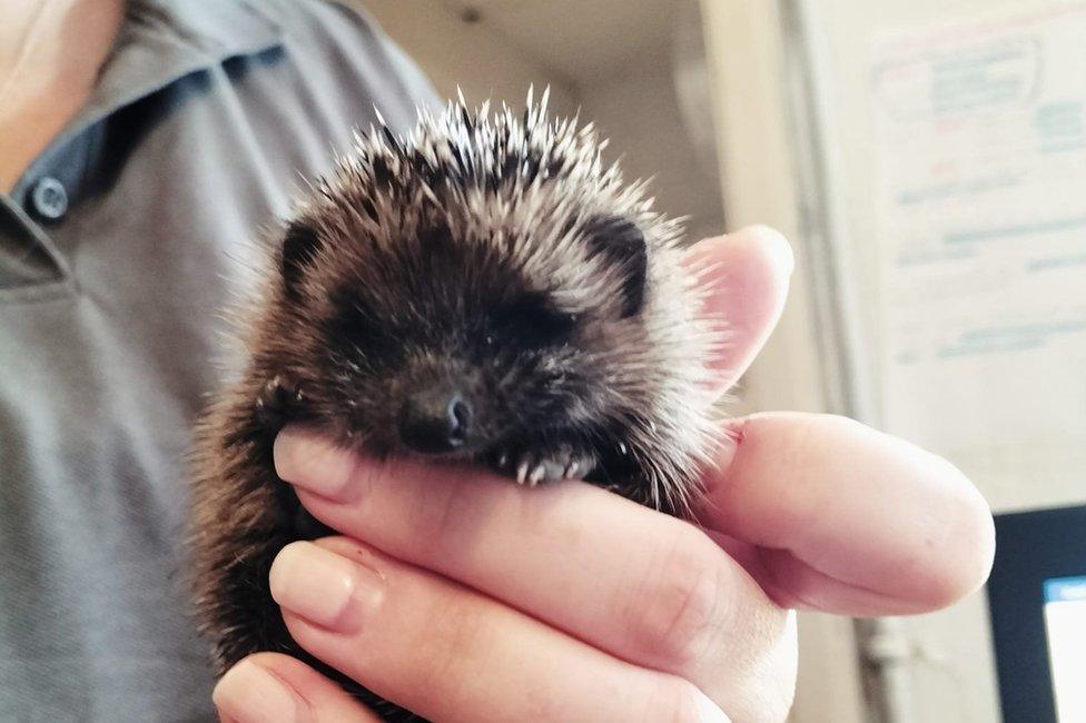 Baby hedgehog being held up