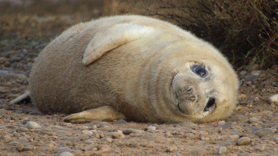 Grey seal pup at Blakeney