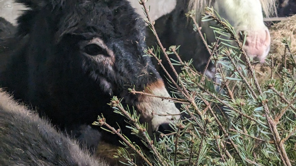 Kinedale Farm donkeys with tree