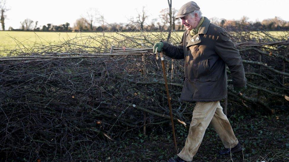 The Prince of Wales hedgelaying