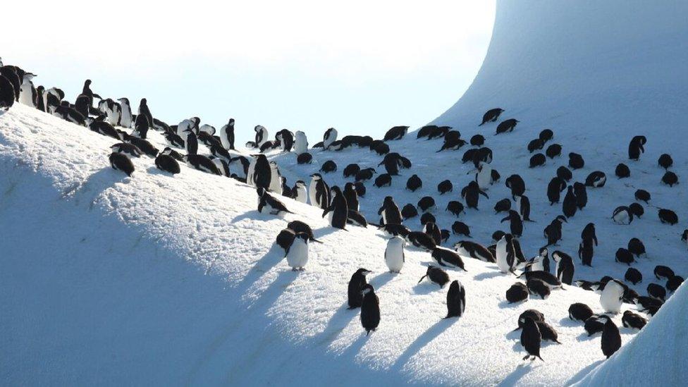 South Sandwich Islands (c) Jim Wilson Images