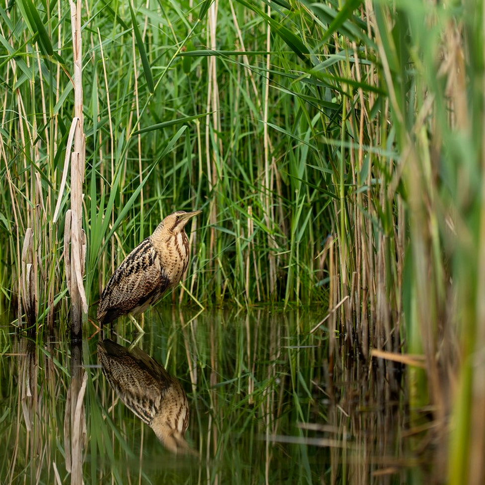 Bittern in reeds