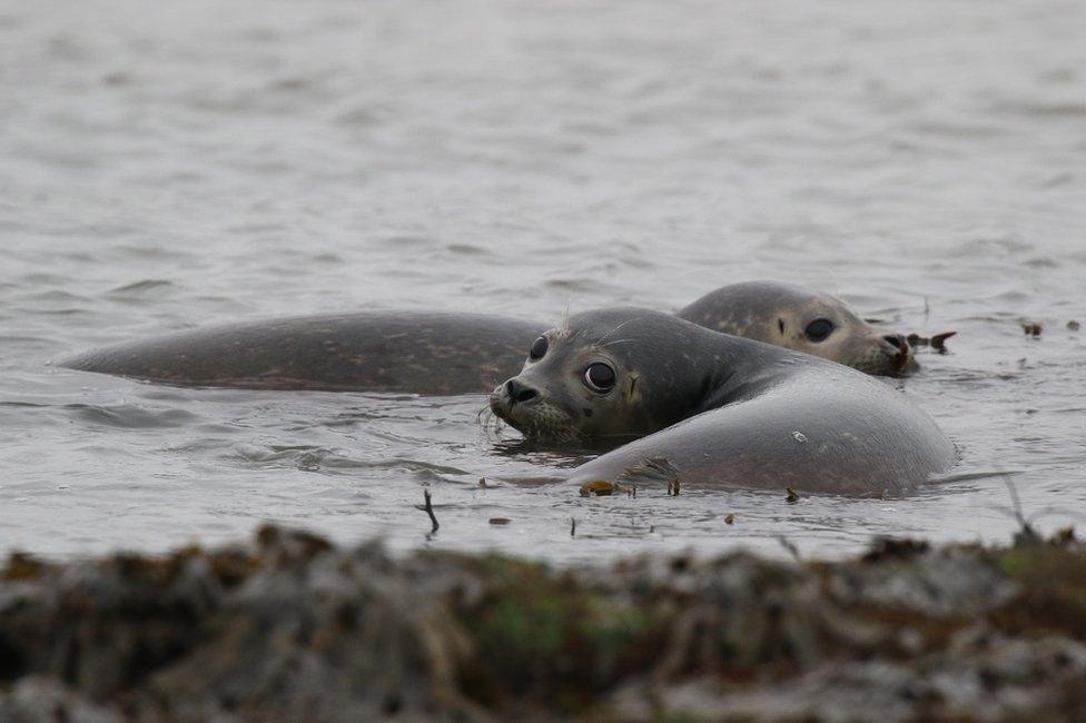 Seals in water