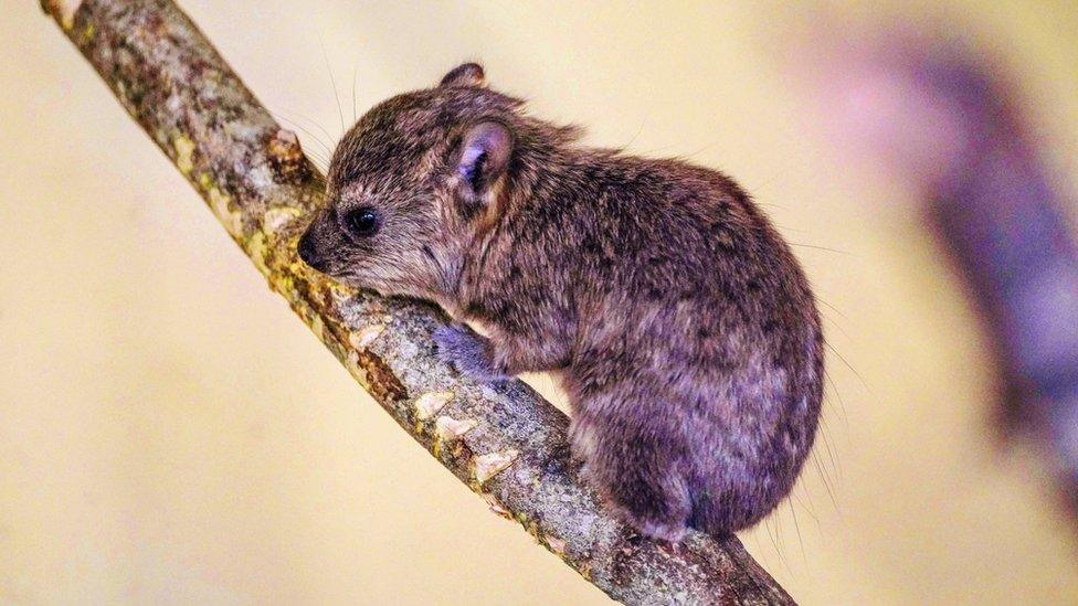 Rock hyrax