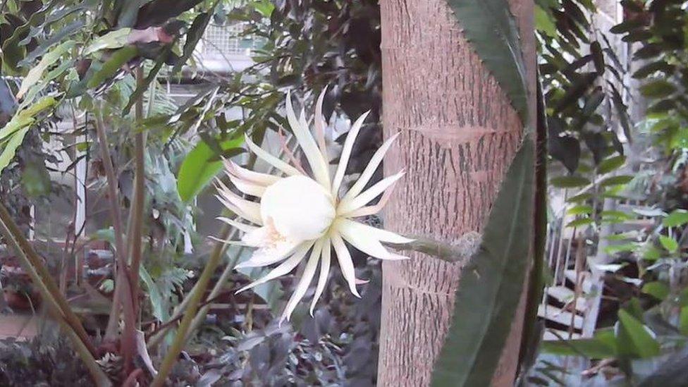 The moonflower in bloom