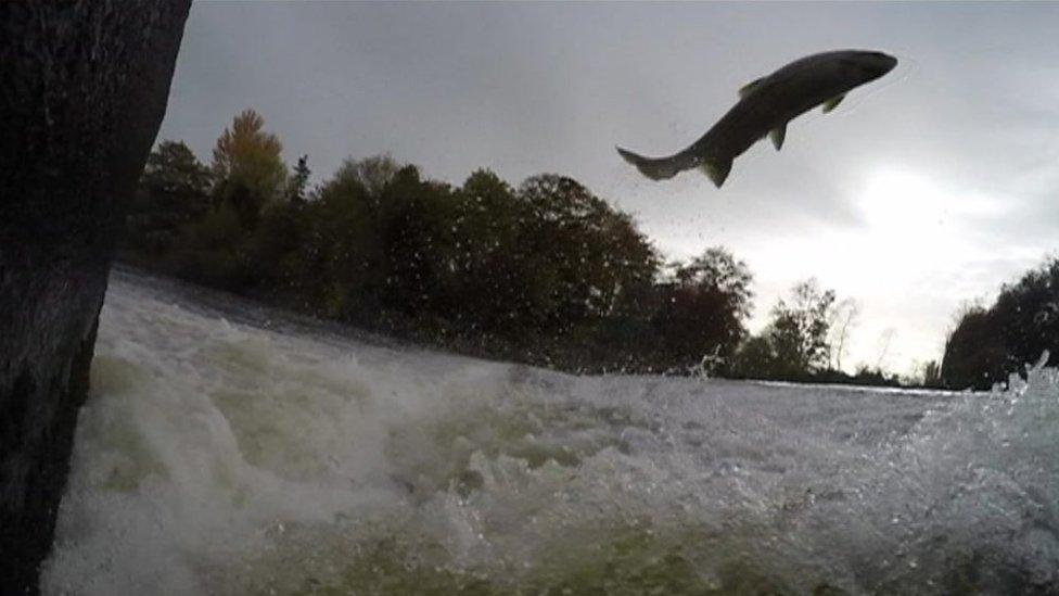 A salmon leaps over the weir in Shrewsbury