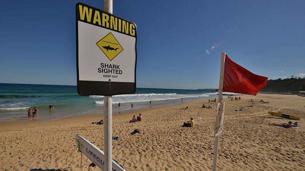 Shark warning signs are seen posted on the beach in the northern New South Wales city of Newcastle on 17 January, 2015