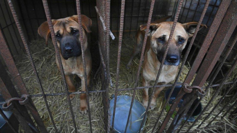 Dogs in cages