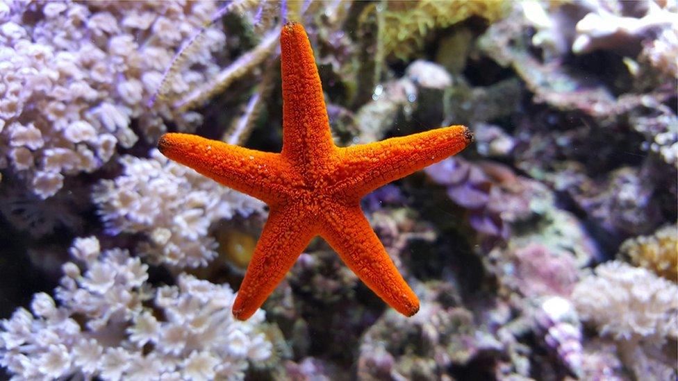 starfish