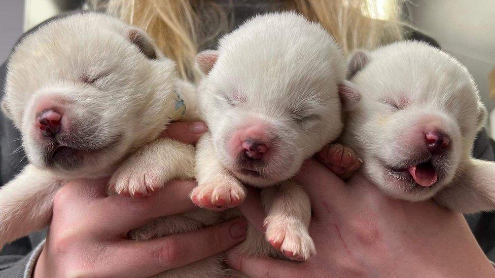 Three puppies being held by carer