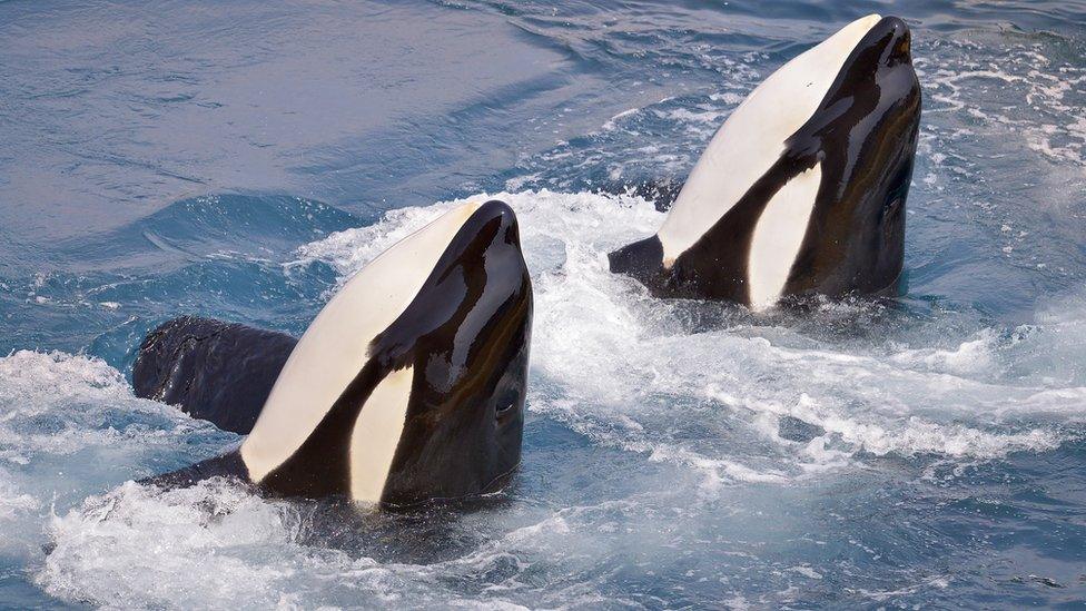 Killer whales