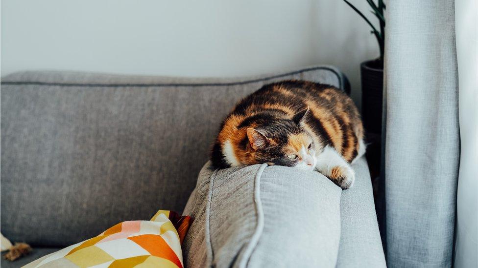 Cat on a sofa