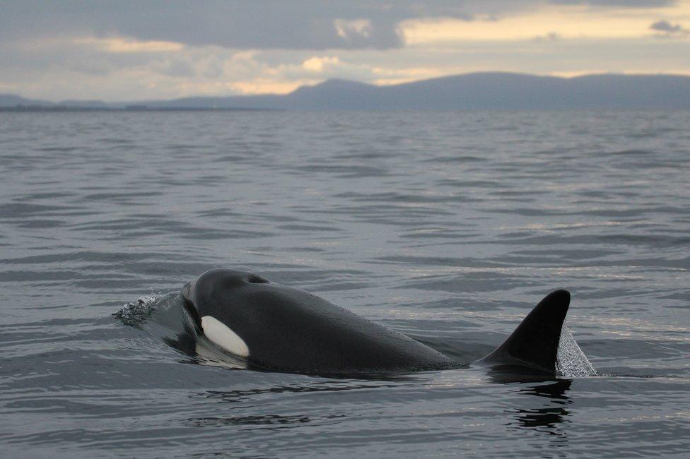 Orca off Findhorn