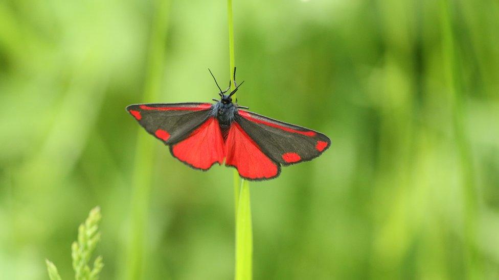 A Cinnabar Moth, Tyria jacobaeae, perching on a plant in a meadow in spring