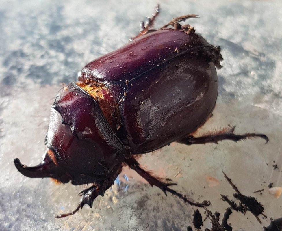 The European Rhinoceros beetle