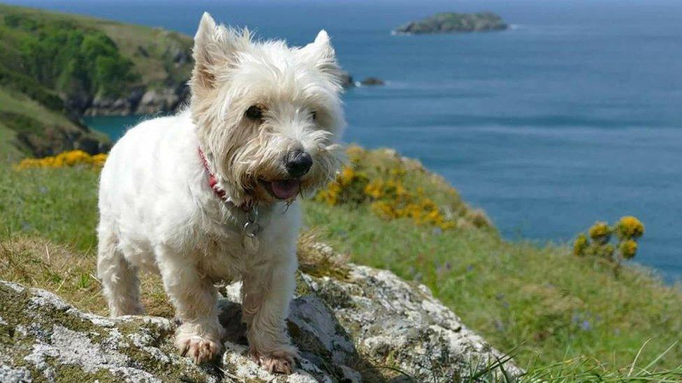 Tilly the West Highland Terrier