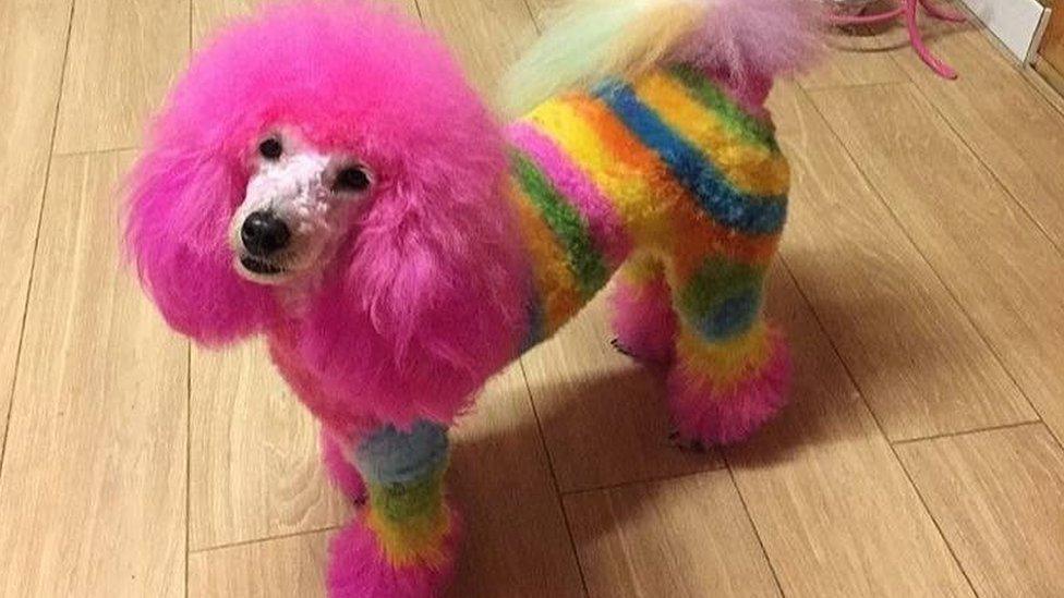 Rainbow-coloured poodle