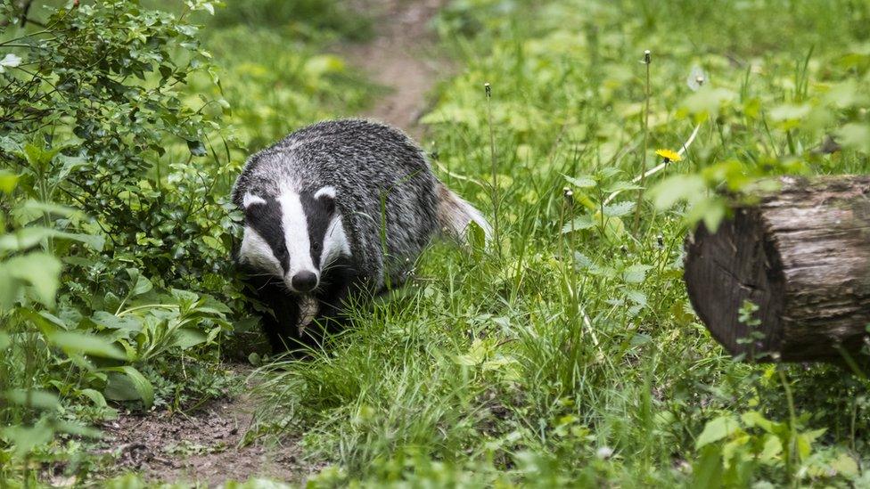 A badger in the woods.