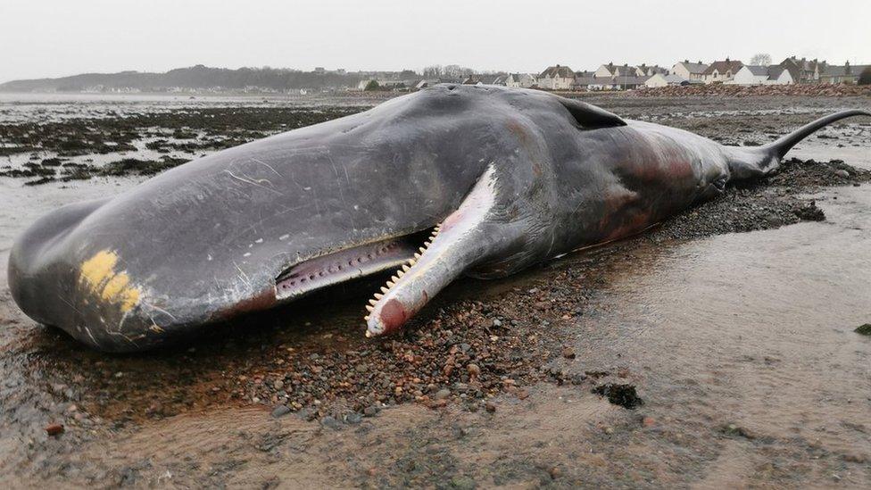 Sperm whale at Ardersier