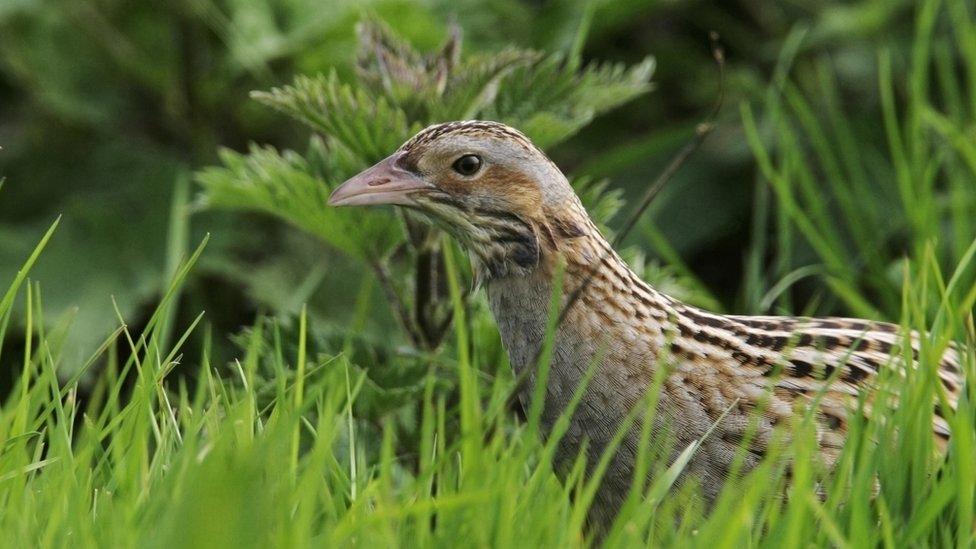 Corncrake in high grass on Rathlin