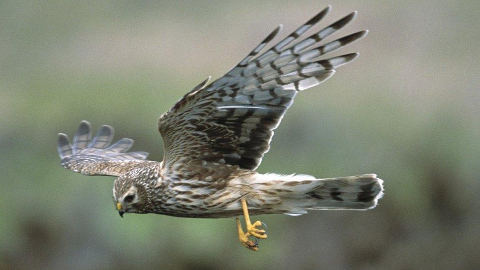 Female hen harrier in flight