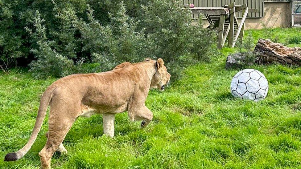 Lioness playing with football