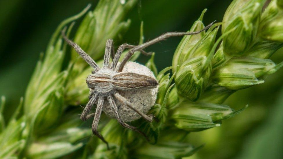 Photographers Capture Wealth Of Wildlife On Fenland Farm BBC News