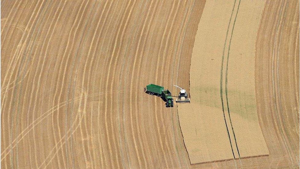 Corn harvest