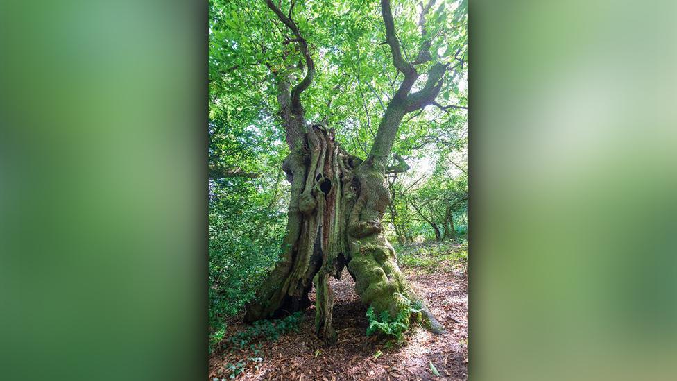 The Old Sweet Chestnut of Pontypool, Torfaen