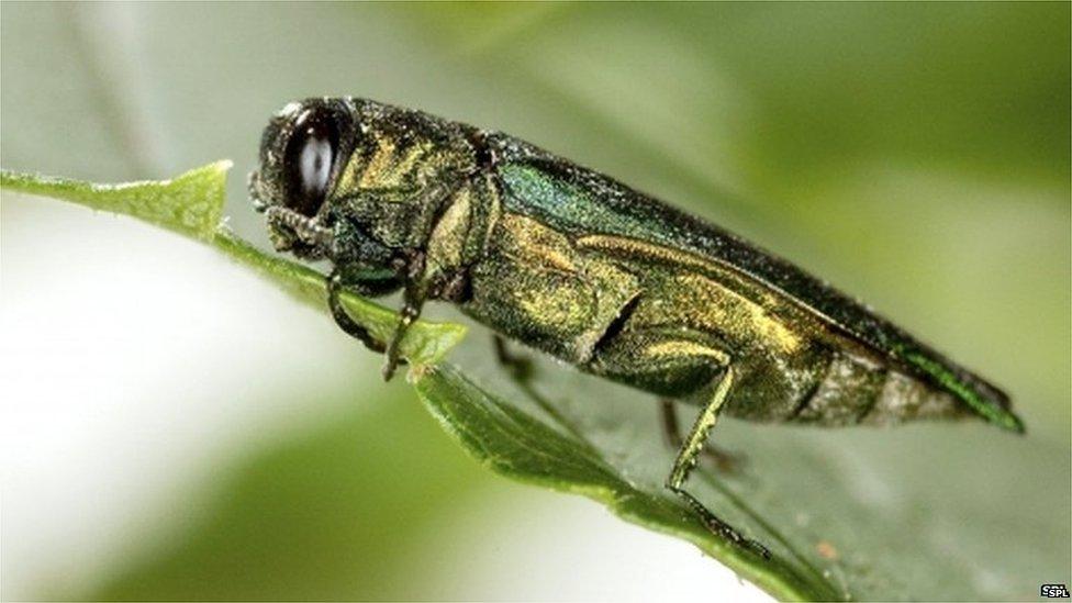 Emerald ash borer (Science Photo Library)