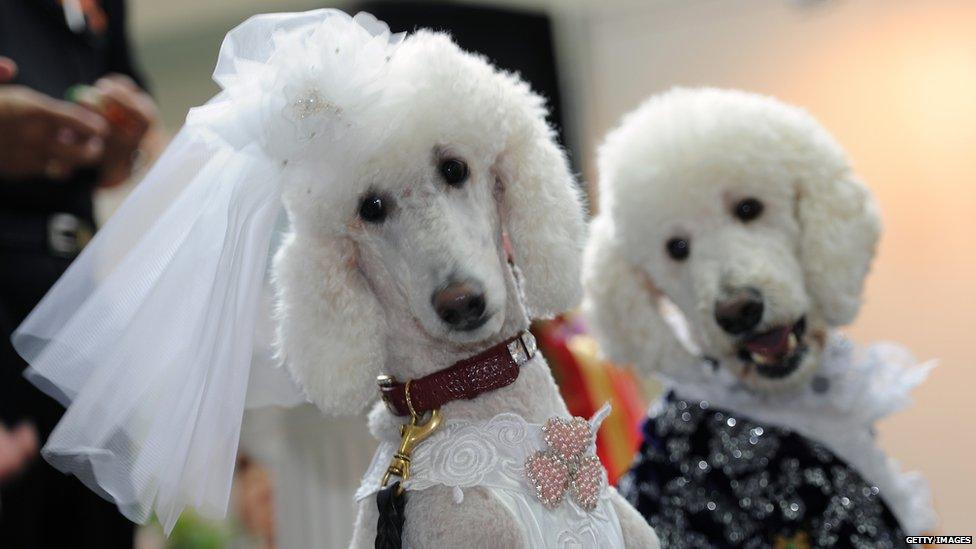 Dogs in wedding outfits