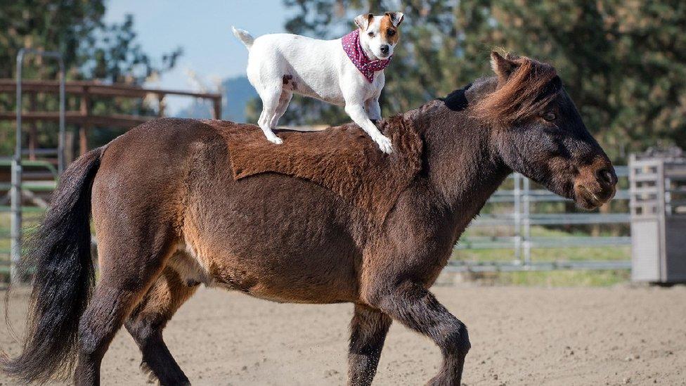 Dally the Jack Russell and horse show their incredible bond as pooch rides pal bareback