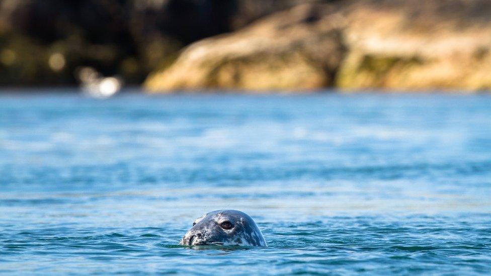 Grey seal Islay