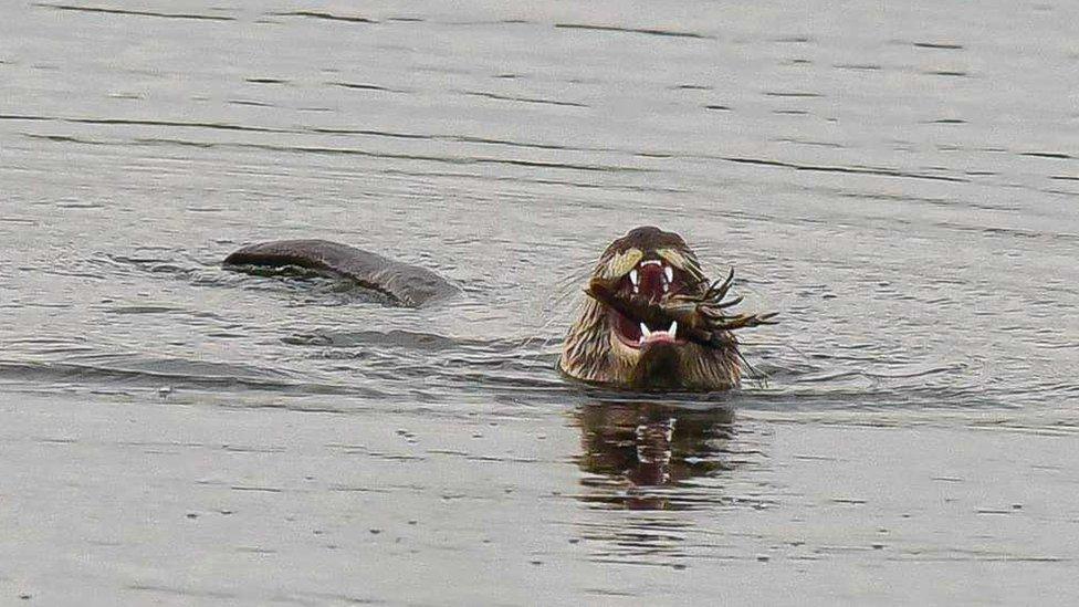 An otter