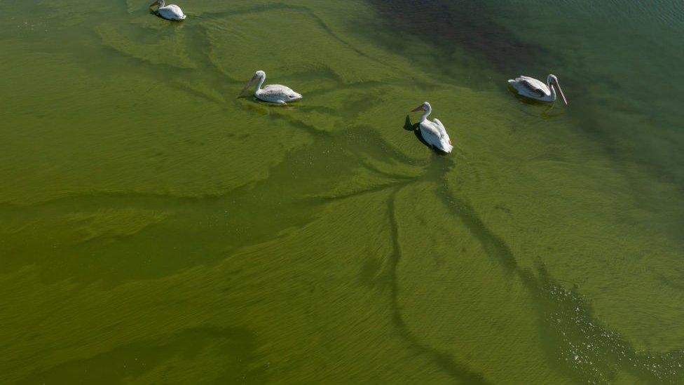 Blue green algae present on water