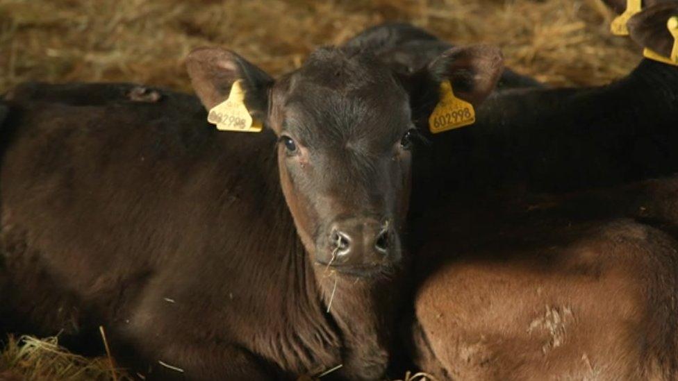 A calf in a barn