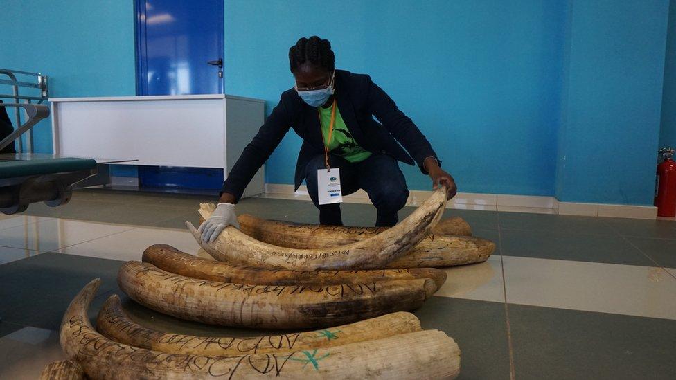 Official lifting ivory in Angola, June 2016