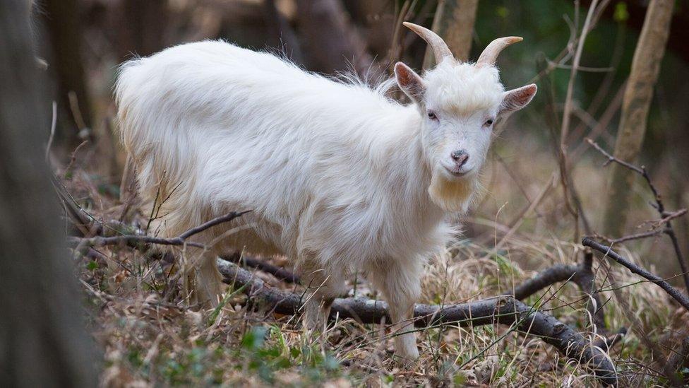 Shenkin IV - the new regimental goat