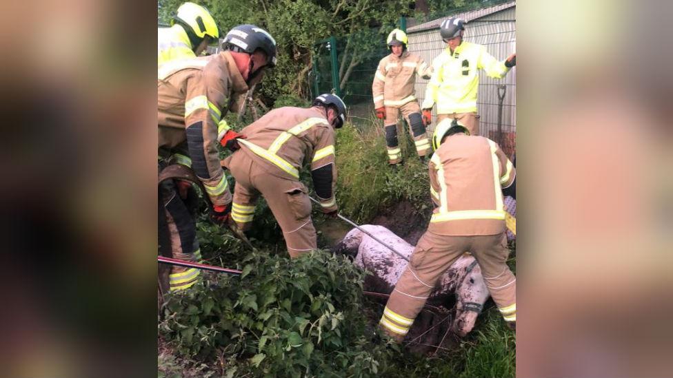 Horse being rescued from ditch