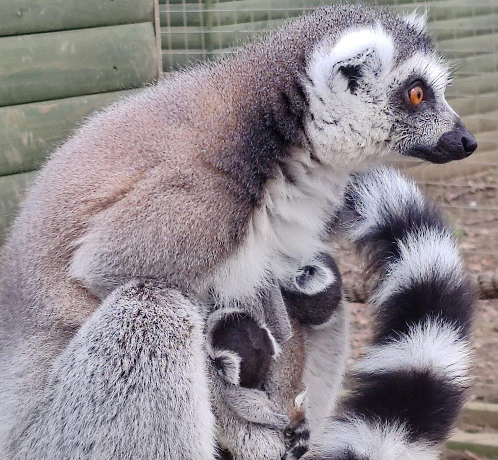 Lemur with infant attached to her