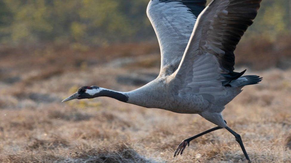 Common crane