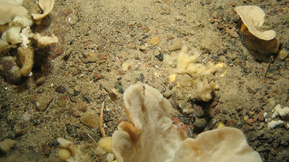 Sea life in one of the Marine Protected Areas