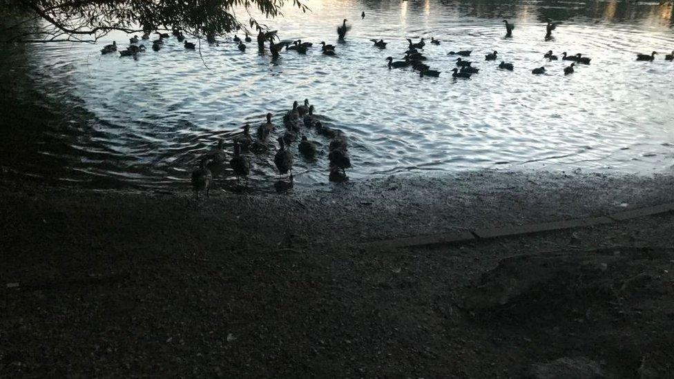 Ducks in water