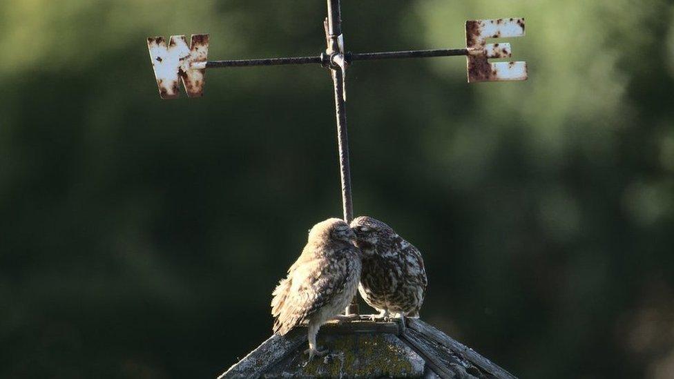 "Little Owl Chick and Dad", by David Jeffery