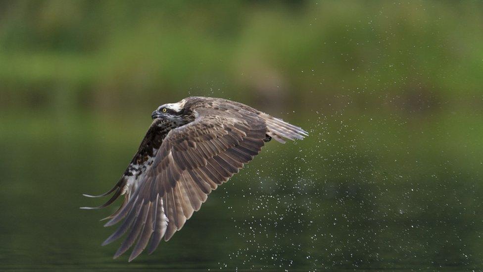 Osprey